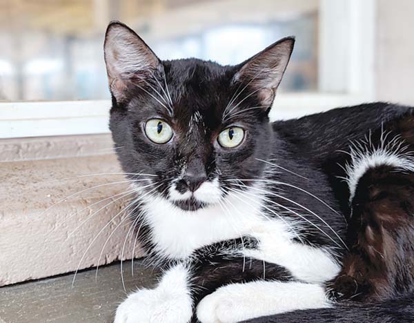 Pet of the Week
